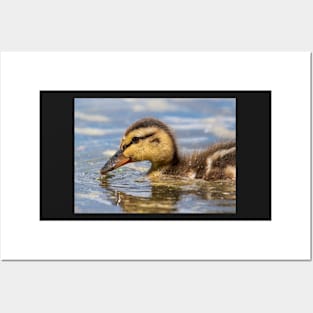 Duckling Posters and Art